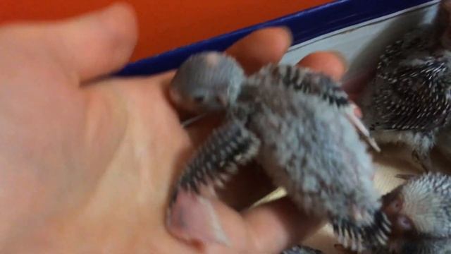 Как выглядят птенцы в 20 дней ВВП или Чехи?. смотреть онлайн