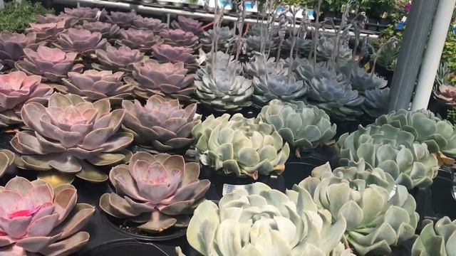 #PLANTS #GARDEN PLANTS SHOPPING