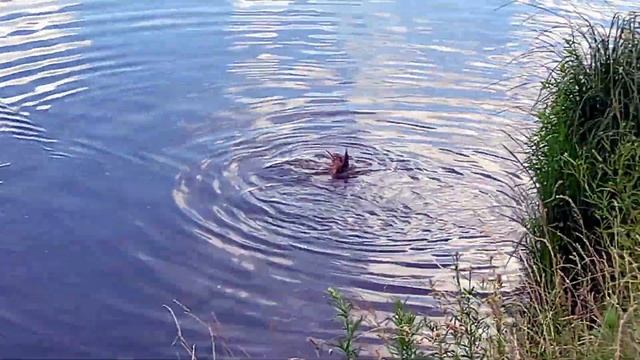 Танцы уток и уточек в парке на прудах Petits canards qui dansent Les étangs de Moscou смотреть онлайн