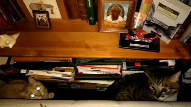 Кошки не могут подружиться смотреть онлайн