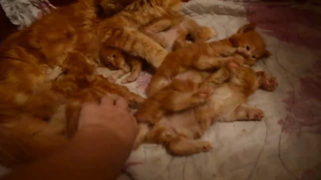 Котята! Малявочки! Милота! смотреть онлайн