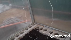 Высаживаю томаты в теплицу. Схема посадки томатов в теплице