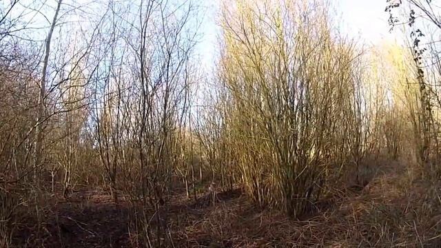 CHASSE BECASSE SETTER RAVEN ...GOLANN BASSE NORMANDIE 18 FEVRIER 2013.MP4 смотреть онлайн