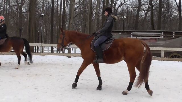 Как ездить в полевой посадке. Уроки верховой езды. Посадка всадника. смотреть онлайн
