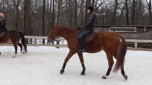Как ездить в полевой посадке. Уроки верховой езды. Посадка всадника.