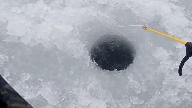 Ловим рыбу. Плотва на мотыля зимой. Каменке 2022 года. смотреть онлайн