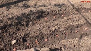 Лук семейный Посадка