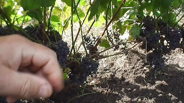 Сорт винограда П-34! смотреть онлайн