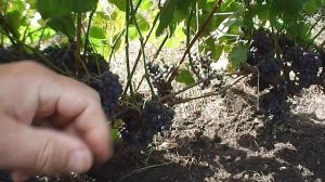 Сорт винограда П-34!