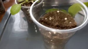 ✂️ПЕРВАЯ ПРИЩИПКА И РАЗМНОЖЕНИЕ ?ПЕТУНИИ ЧЕРЕНКАМИ? #петуния #размножениепетунии #черенкипетунии