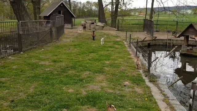 Жизнь в Германии. Самый красивый павлин в Каменце! Пруд " Tuchmacherteich". смотреть онлайн