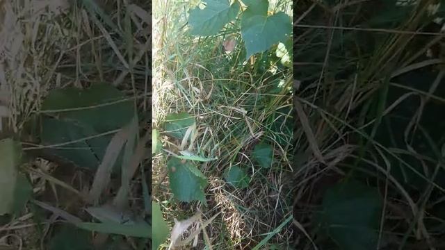 богомол зеленый смотреть онлайн