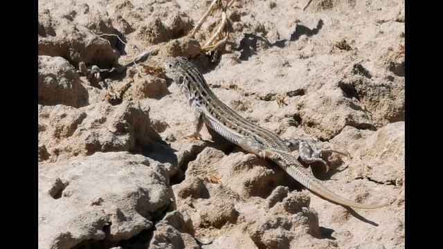Шардара отдыхает, фазенда дяди. Поймали змейголову смотреть онлайн