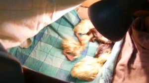 инкубатор - выводим гусят