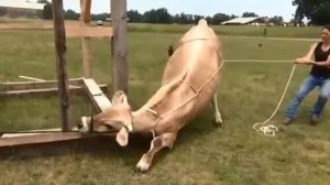 Как повалить Корову или Быка