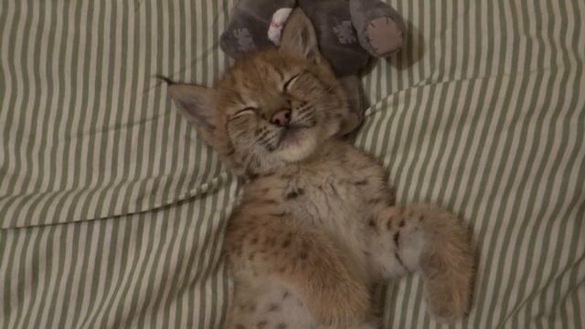 Домашняя Рысь Симба: Сладкий сон. смотреть онлайн