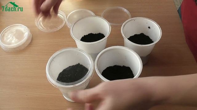 ? Как вырастить рассаду томатов без пикировки - 7 дач смотреть онлайн