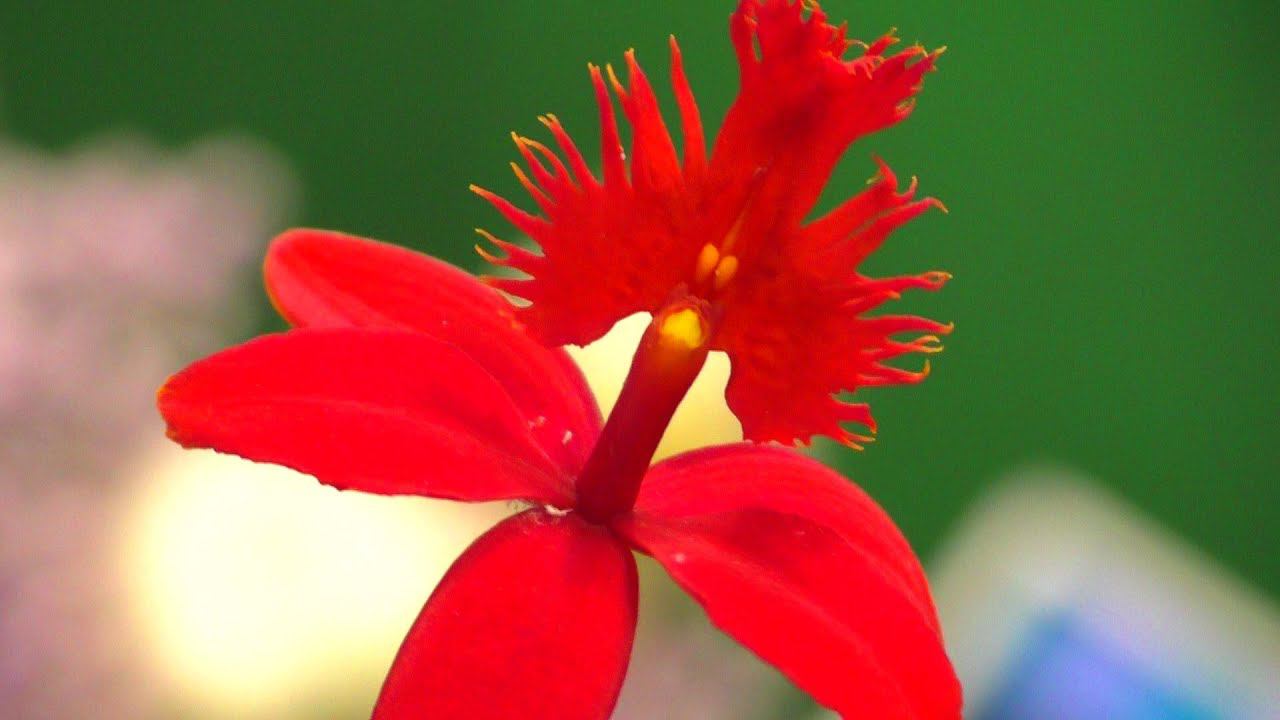 Орхидея Эпидендрум - Epidendrum Radicans, в магазине экзотических растений 