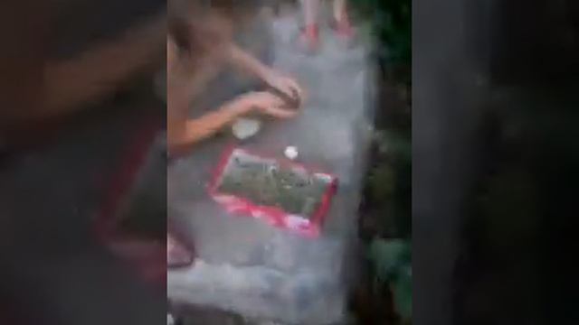 Наша маленькая птичка Афинка. #1 смотреть онлайн