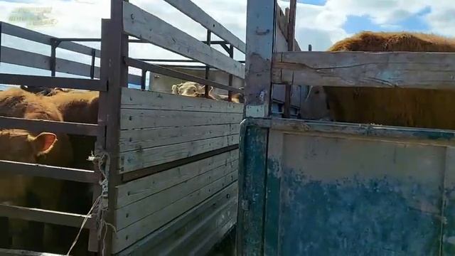 Вы не поверите за счёт чего живёт Дагестан | Как зарабатывают деньги дагестанцы смотреть онлайн