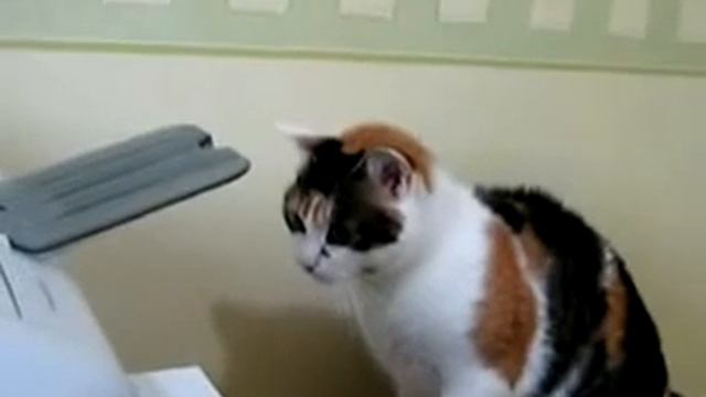 Кот против принтера смотреть онлайн