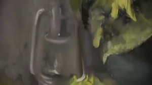 Научиться рисовать подсолнухи маслом, Сахаров Игорь, уроки живописи