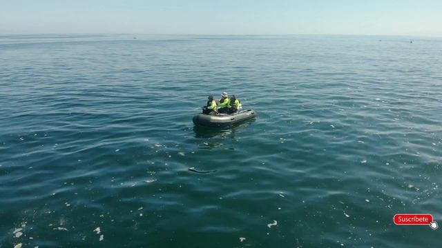 Pesca en kayak!! changos kayak!! (leer descripcion) смотреть онлайн