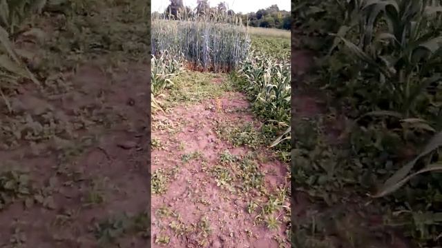 Рокамболь Испанский чеснок. Состояние на 18.06.2020 смотреть онлайн