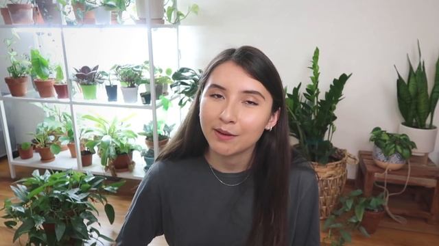 Cebu Blue Pothos Houseplant Care | Epipremnum Pinnatum