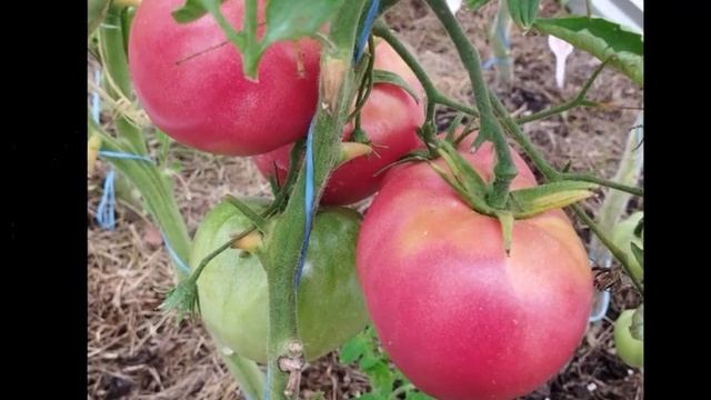 Каталог новых сортов томатов 2023 г.  Часть 1. г. Киров.