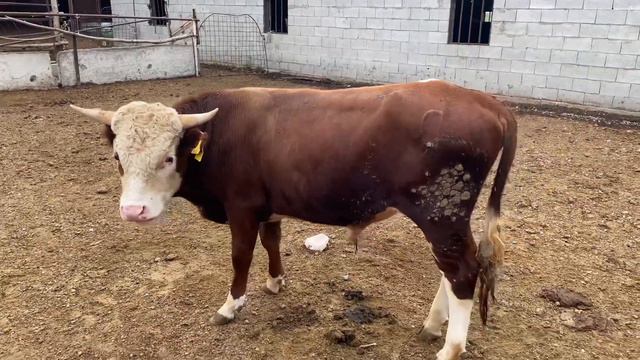 Откорм бычков, у бычка нет аппетита, перестал есть грубые корма. Бычка поставили на диету #быки #кр смотреть онлайн