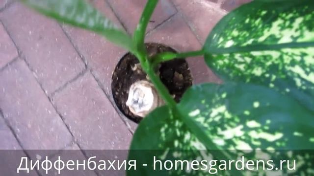 Как выглядит растение по имени диффенбахия? смотреть онлайн
