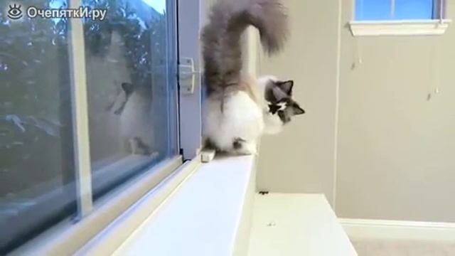 Кот лунатит смотреть онлайн