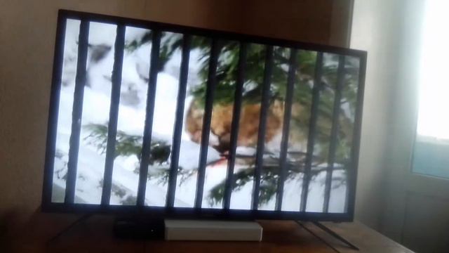 Новосибирский зоопарк имени ростислава Александровича шилло Канал YouTube смотреть онлайн