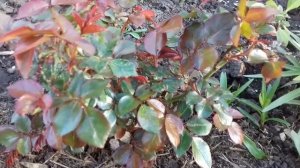 ПОДСКАЖИТЕ, ЧТО С МОИМИ РОЗАМИ НЕ ТАК??? СКРУЧИВАНИЕ ЛИСТВЫ. КАК НАЙТИ И УСТРАНИТЬ ПРИЧИНУ.