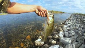 Рыбалка в США. Ловля окуня в Майами. КЛЮЕТ ВСЕГДА!!