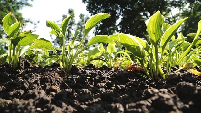 Торф, Доставка торфа, Торфяные смеси, торфогрунт, торф земля, торф купить смотреть онлайн