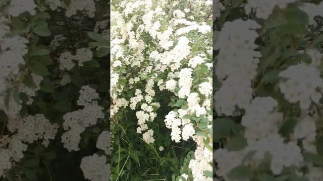 НЕОБЫКНОВЕННО ПРЕКРАСНАЯ СПИРЕЯ ВАНГУТТА. СПИРЕЯ#shorts смотреть онлайн