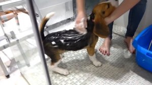 Щенок Брос Шоу Первый Раз Моется. Bros show PETS