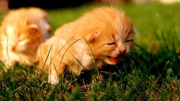 ЗВУКИ МАЛЕНЬКИХ КОТЯТ, МЯУКАНЬЕ КОТЯТ