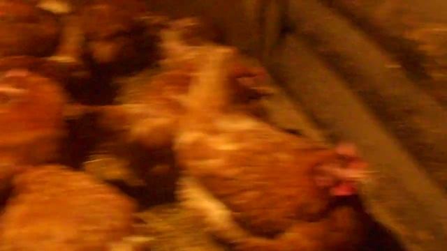 ЛПХ ВОРОНЦОВО ВИДЕО 6 (РЕНТАБЕЛЬНОСТЬ СОДЕРЖАНИЯ КУР НЕСУШЕК) смотреть онлайн