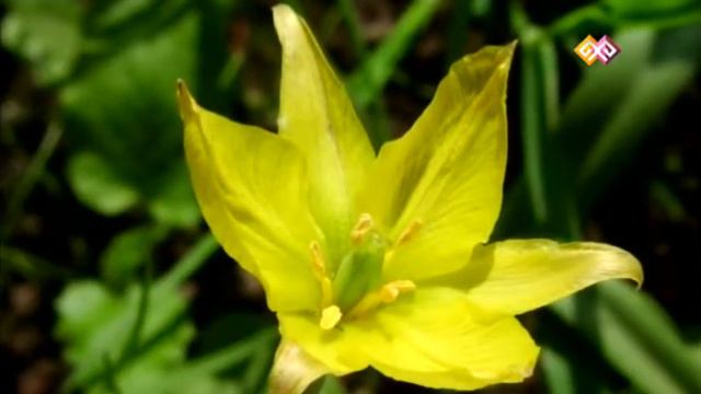 "Заповедники Казахстана" - 12.01.16 смотреть онлайн