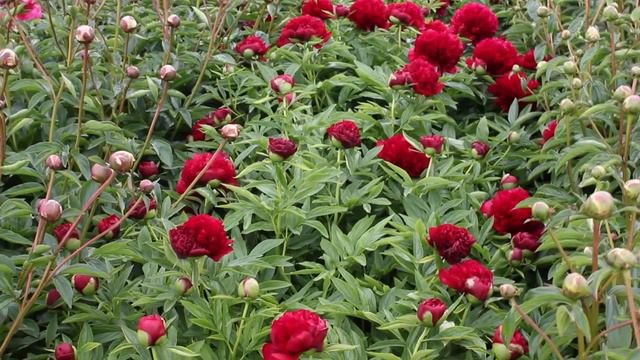 Eliza Lundi | R2 Flowers | Peonies смотреть онлайн