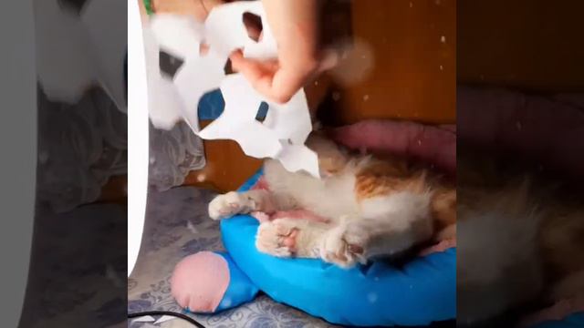 Кто разрисовал окно? У нас в лесу растет красивая Ёлочка смотреть онлайн