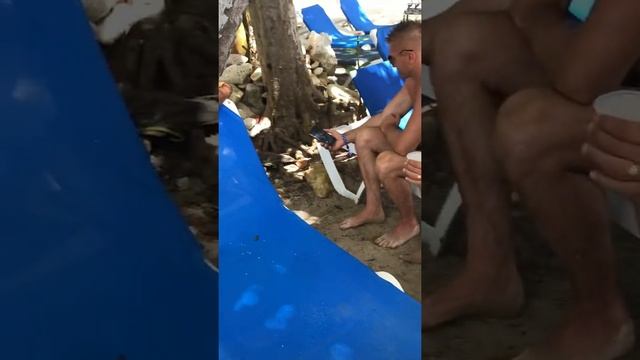 Доминиканская змея смотреть онлайн