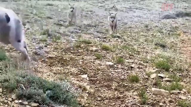Это НУЖНО Видеть! Животные Герои Спасают Людей / Топ 20 Моментов ч.2 смотреть онлайн