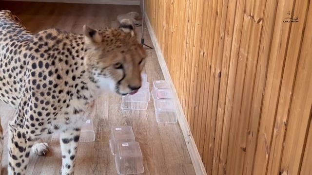 Герда почти справилась с заданием! Хитрый гепард победил человека! смотреть онлайн