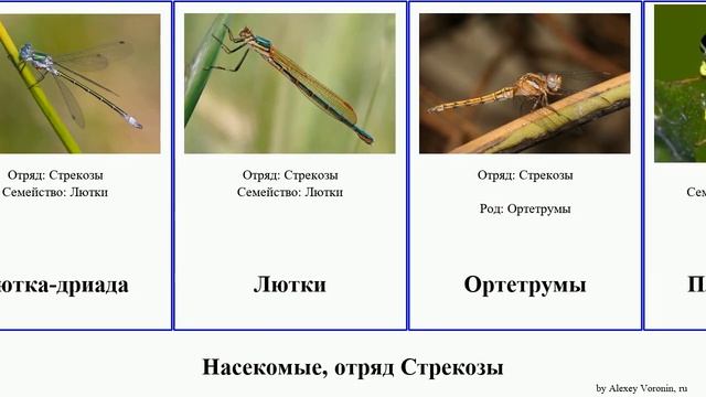 Насекомые, отряд Стрекозы стрекоза insect Коромысло Стрелка Коромысла Булавобрюхи сибирская южная смотреть онлайн