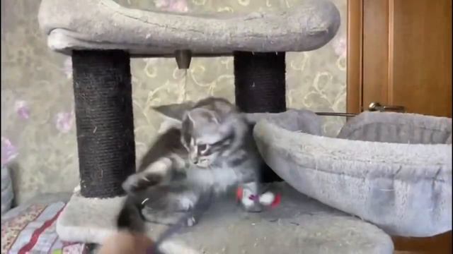 Чёрный серебристый тикированный парнишка Мейн-кун 2 месяца и 10 дней смотреть онлайн