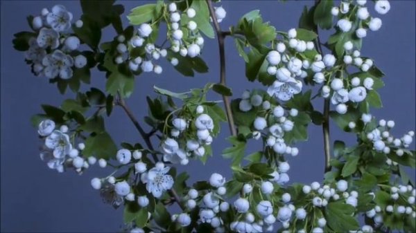 Beautiful blooming flowers   The beauty of nature